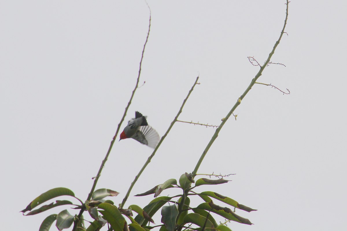 Scarlet-headed Flowerpecker - ML36789851