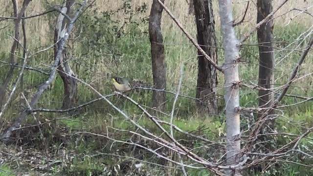 Fleckenpanthervogel (punctatus) - ML367898861