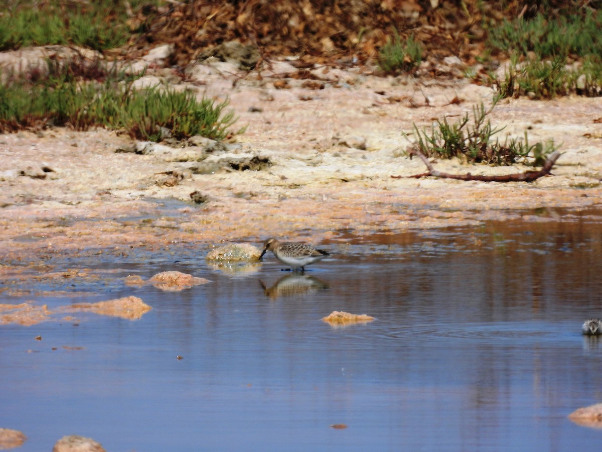 Baird's Sandpiper - Celic Montoya