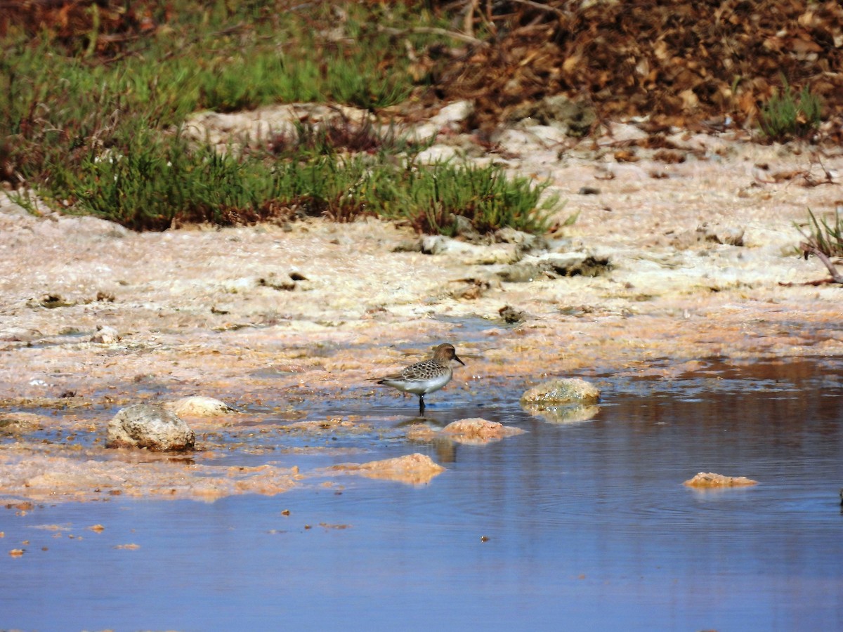 Baird's Sandpiper - ML367899171