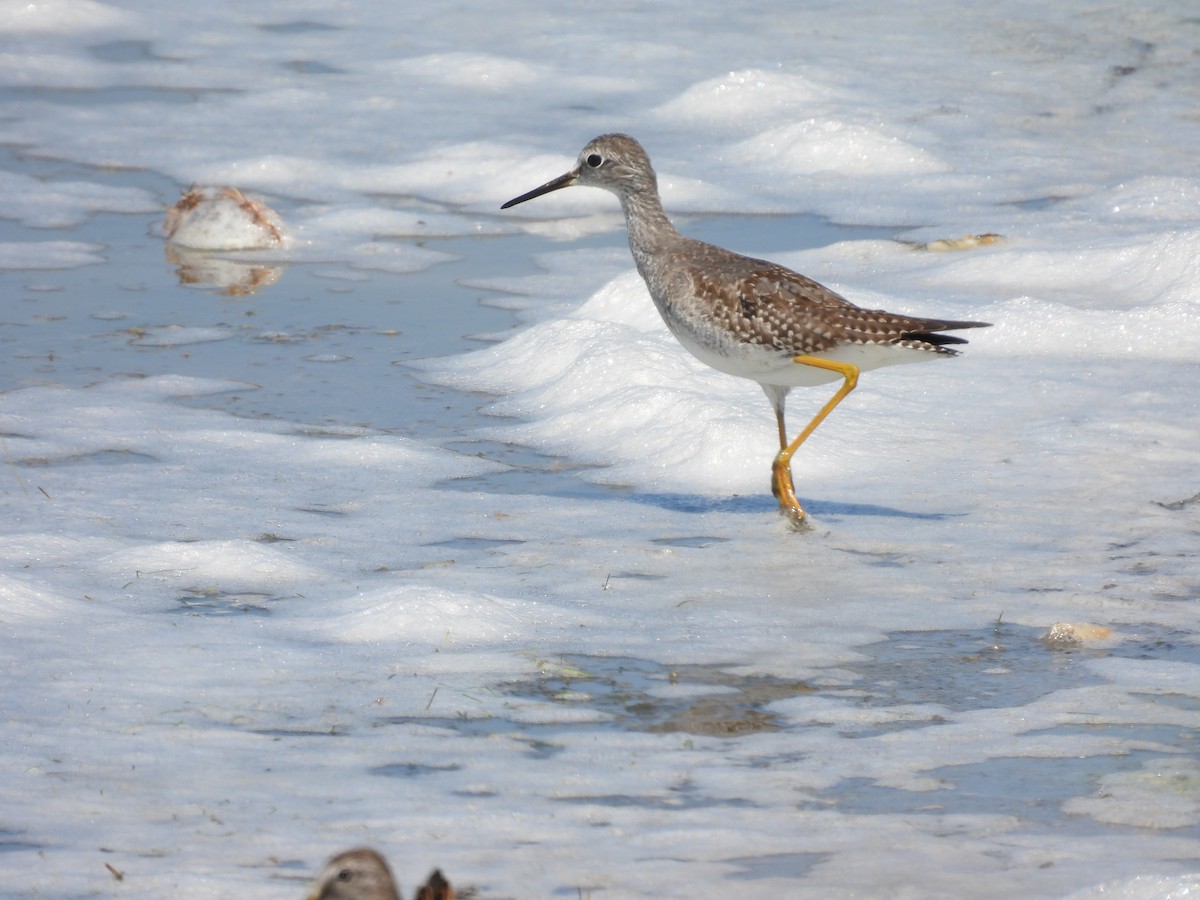 Lesser Yellowlegs - ML367899561