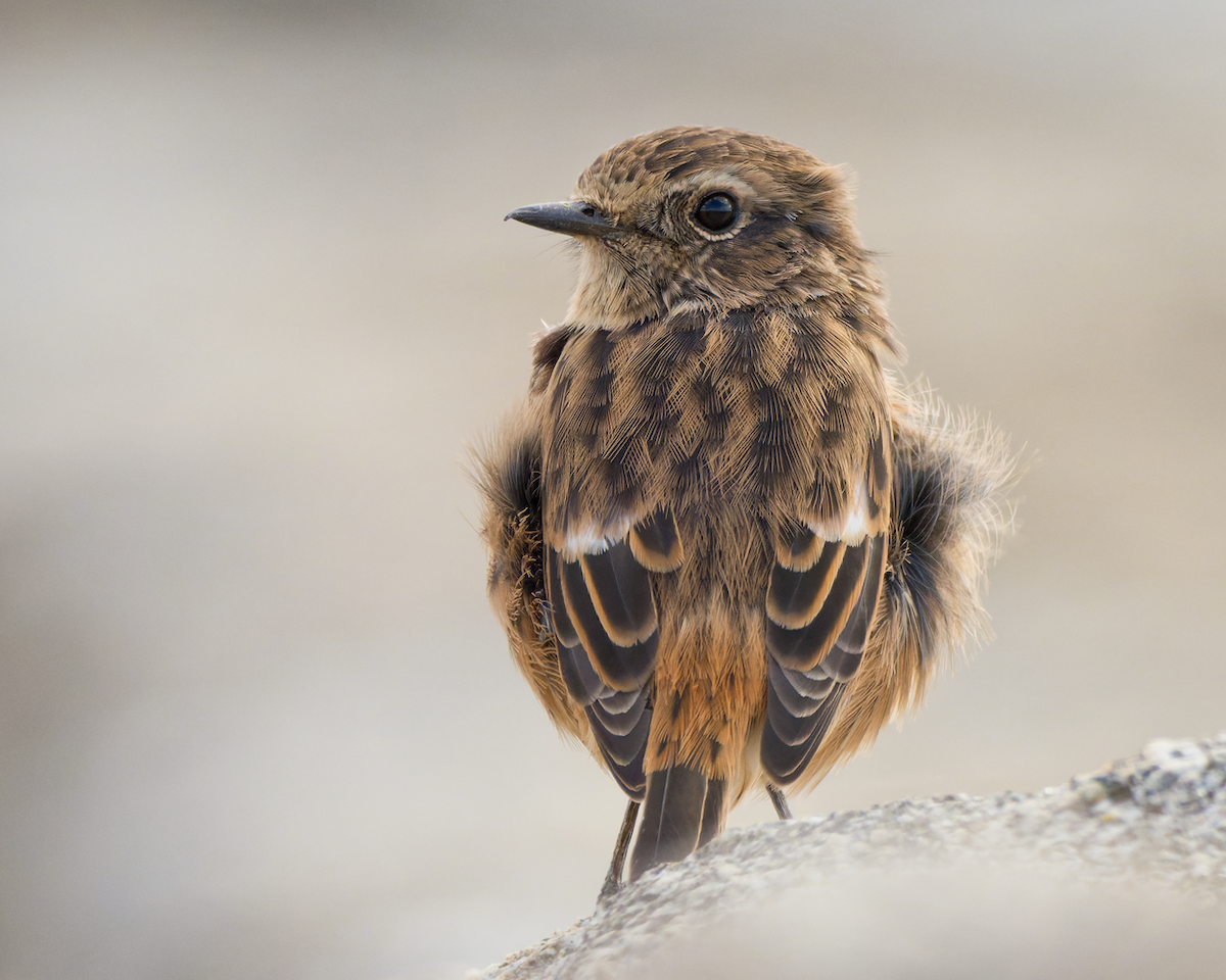 European Stonechat - Juan Parra Caceres