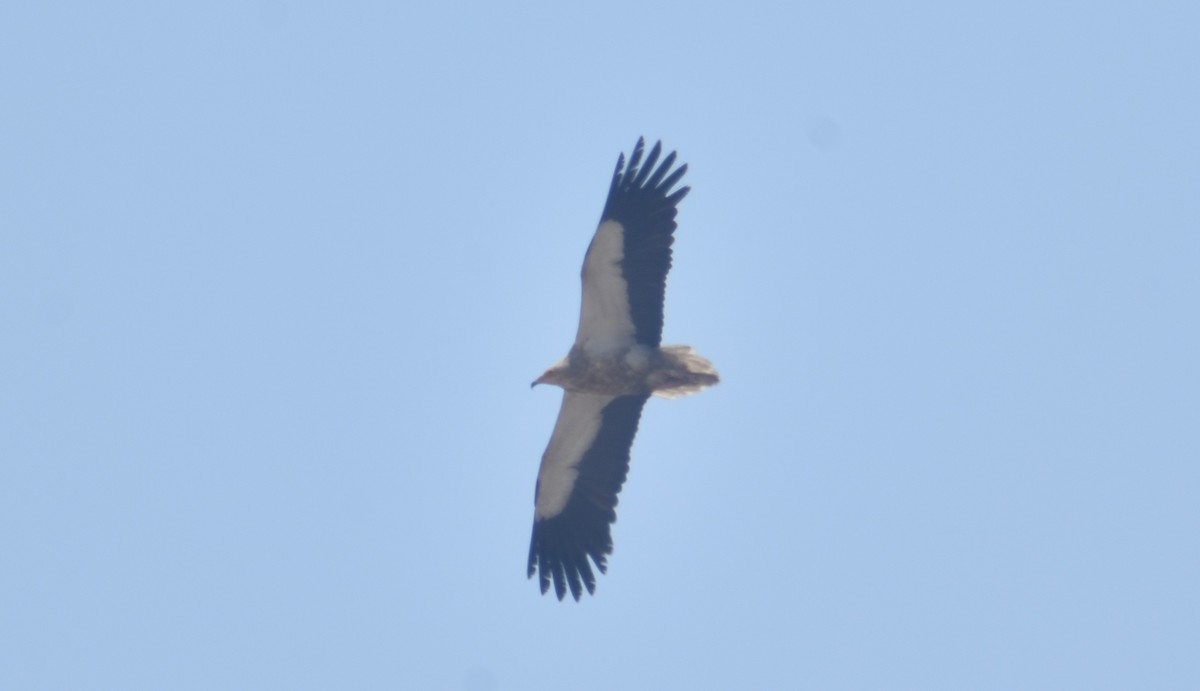 Egyptian Vulture - ML367901341