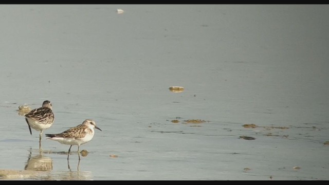 Broad-billed Sandpiper - ML367902441