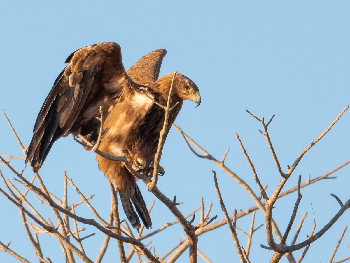 Tawny Eagle - ML367902791