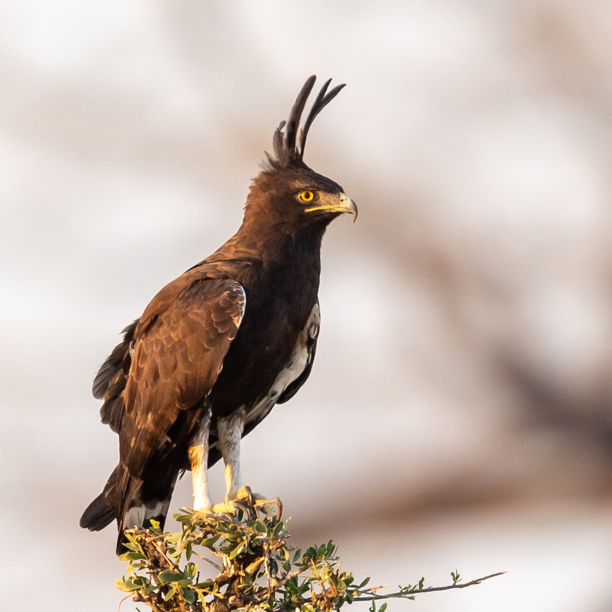 Águila Crestilarga - ML367902831