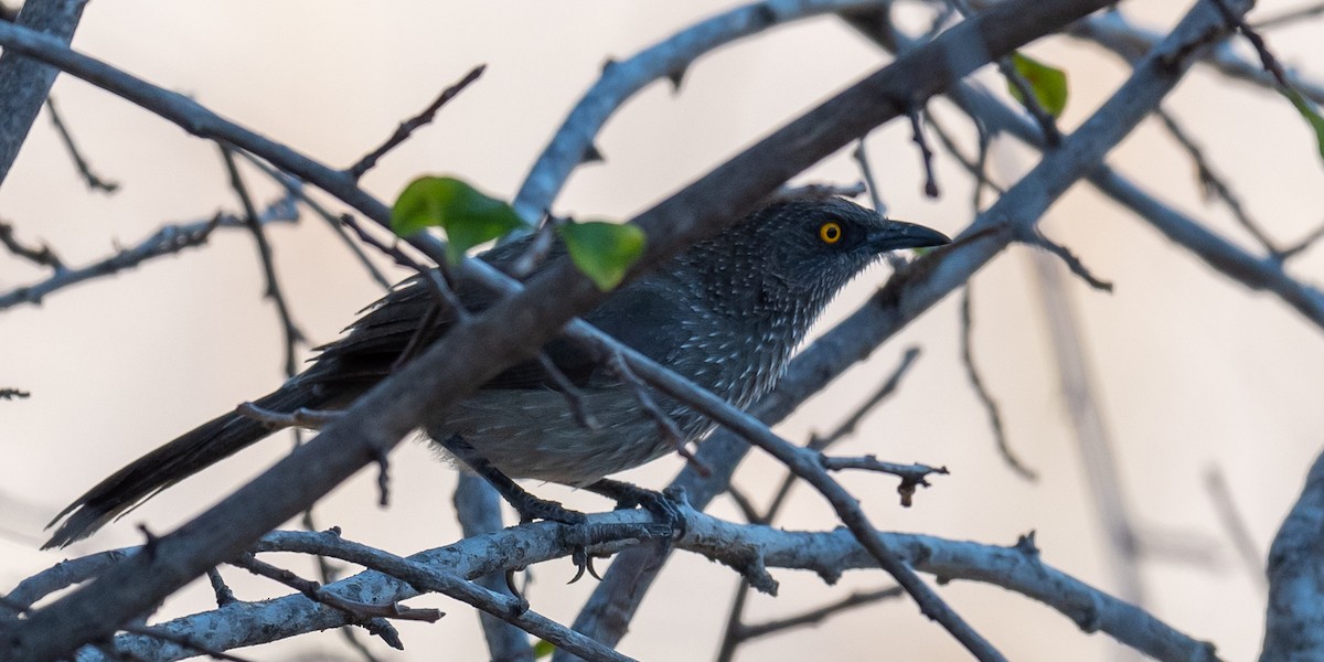 Arrow-marked Babbler - ML367902911