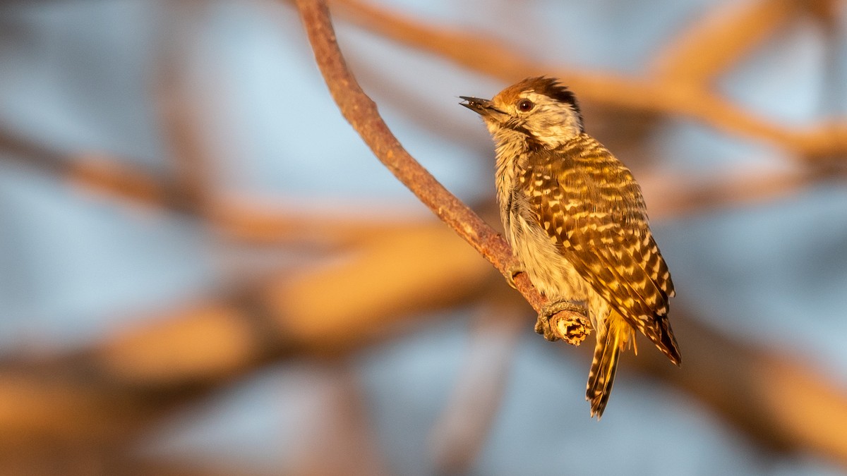 Cardinal Woodpecker - ML367903361