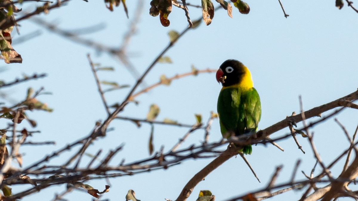 Yellow-collared Lovebird - ML367903401