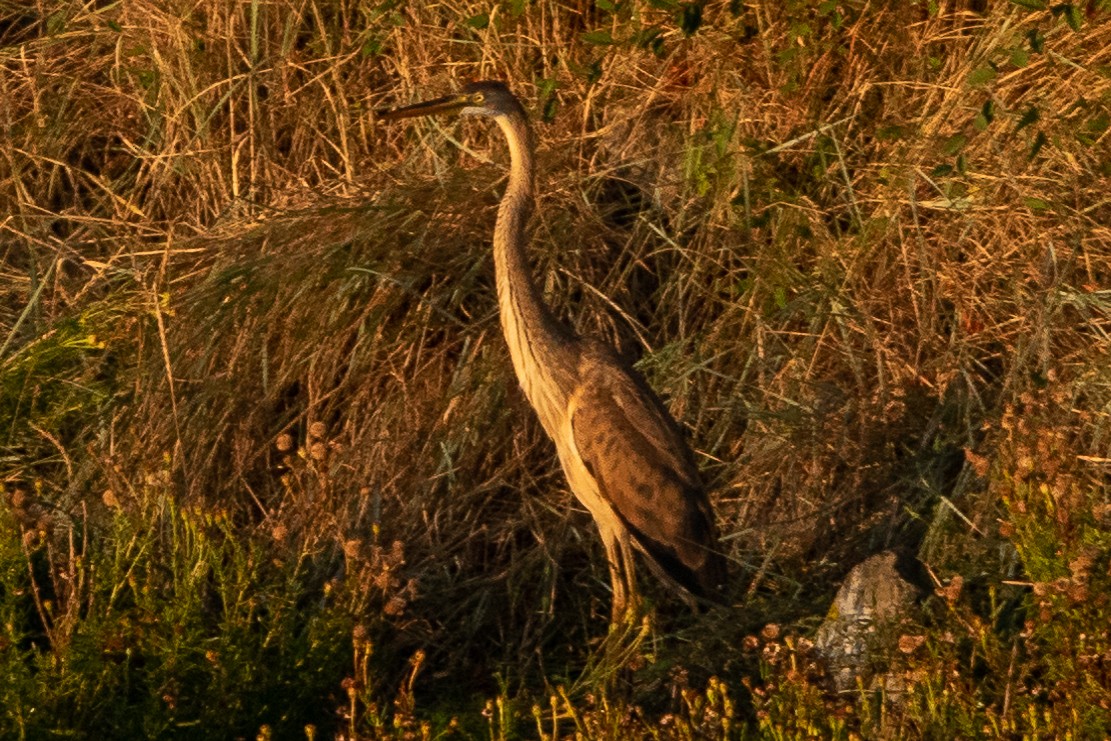 Héron pourpré - ML367905491