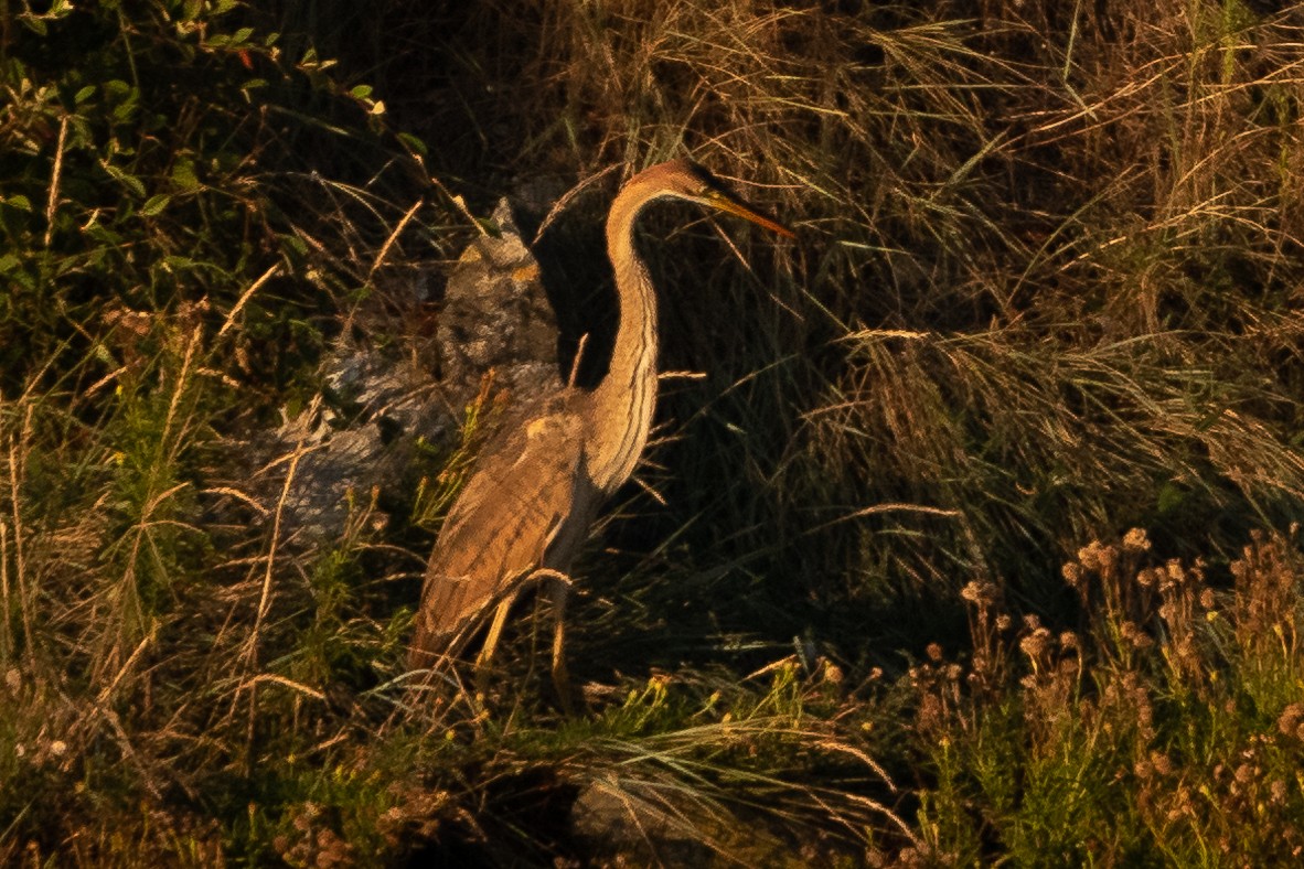 Purple Heron - Aimar Hernández Merino