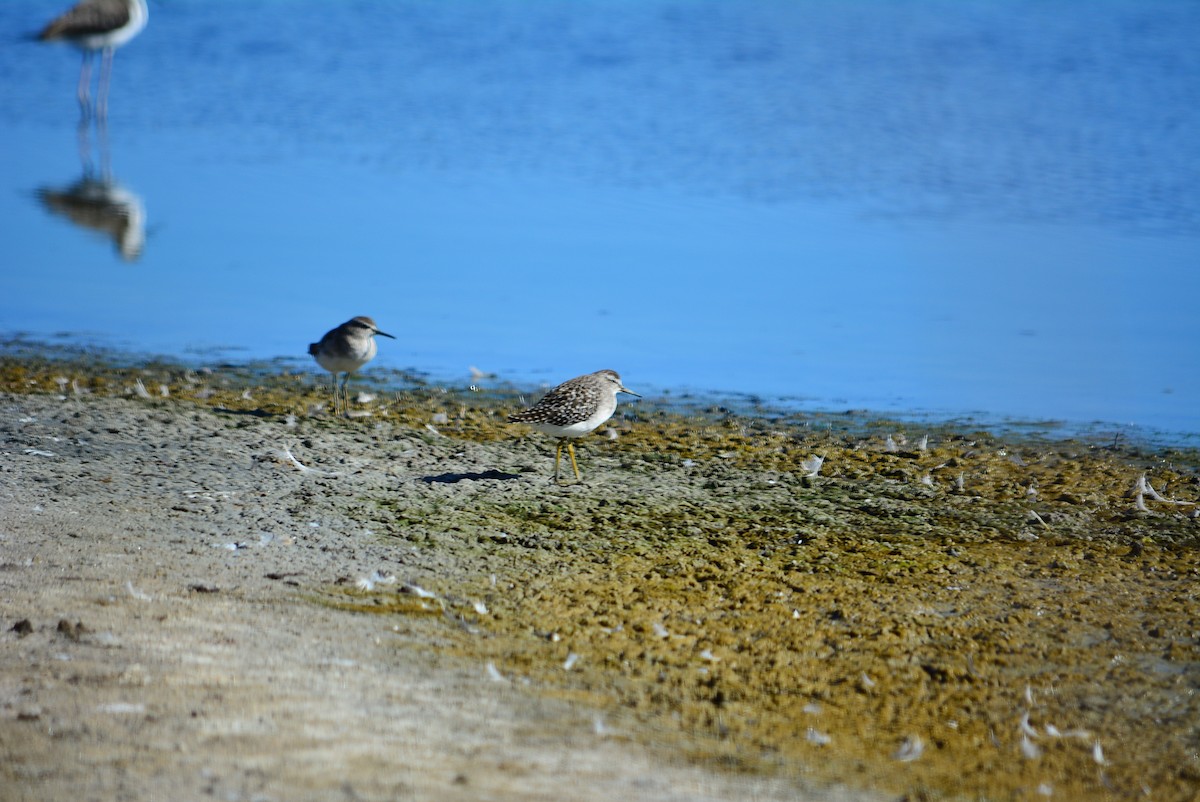 Wood Sandpiper - Paulo Narciso