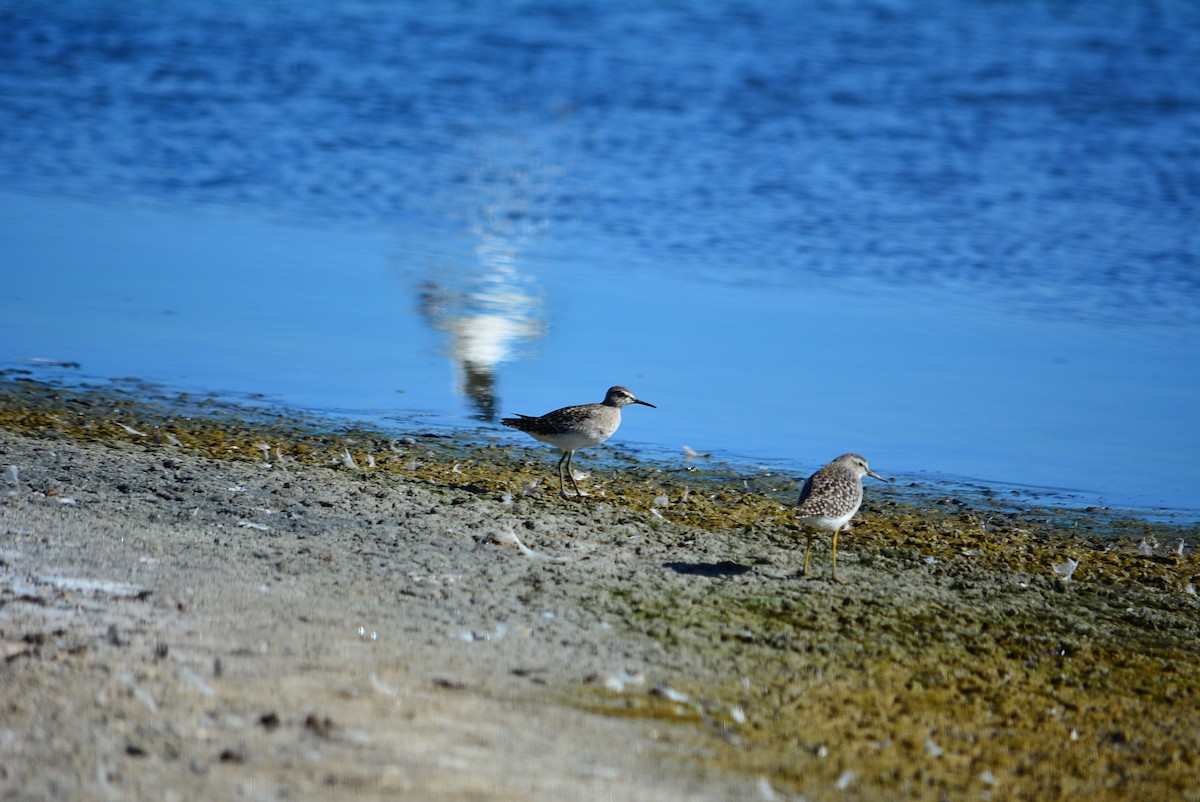 Wood Sandpiper - ML367905621