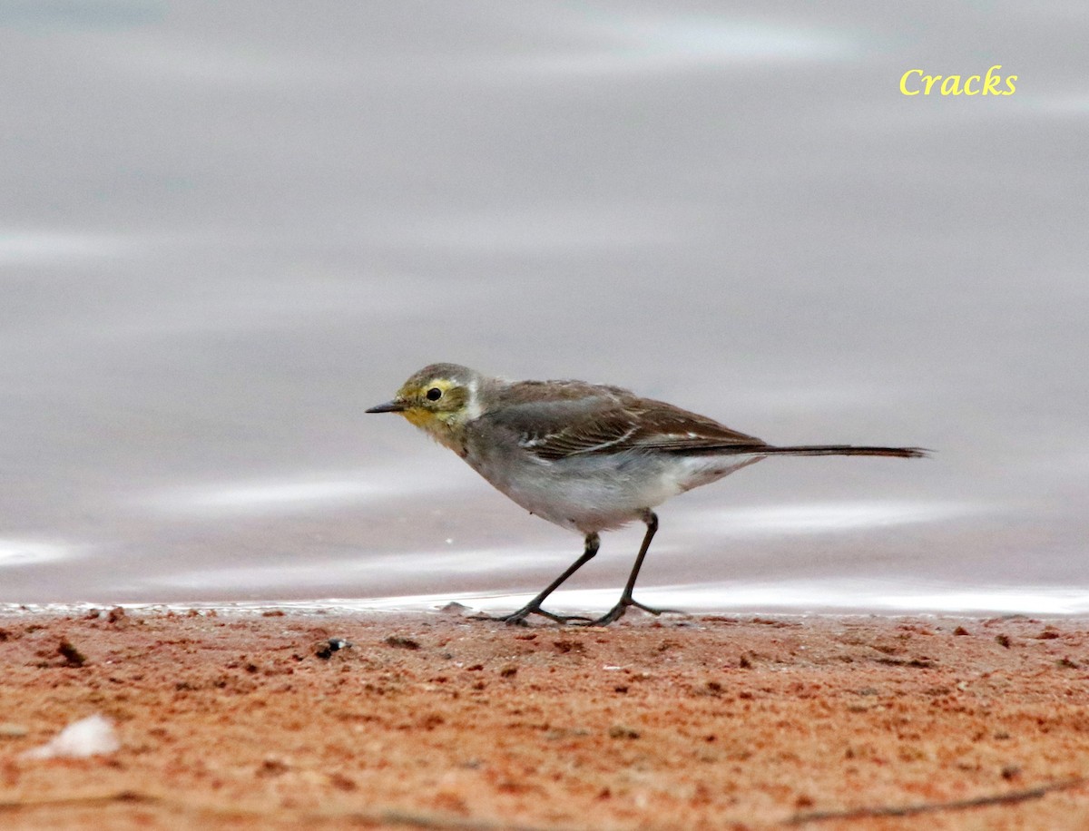 Citrine Wagtail - ML367905701