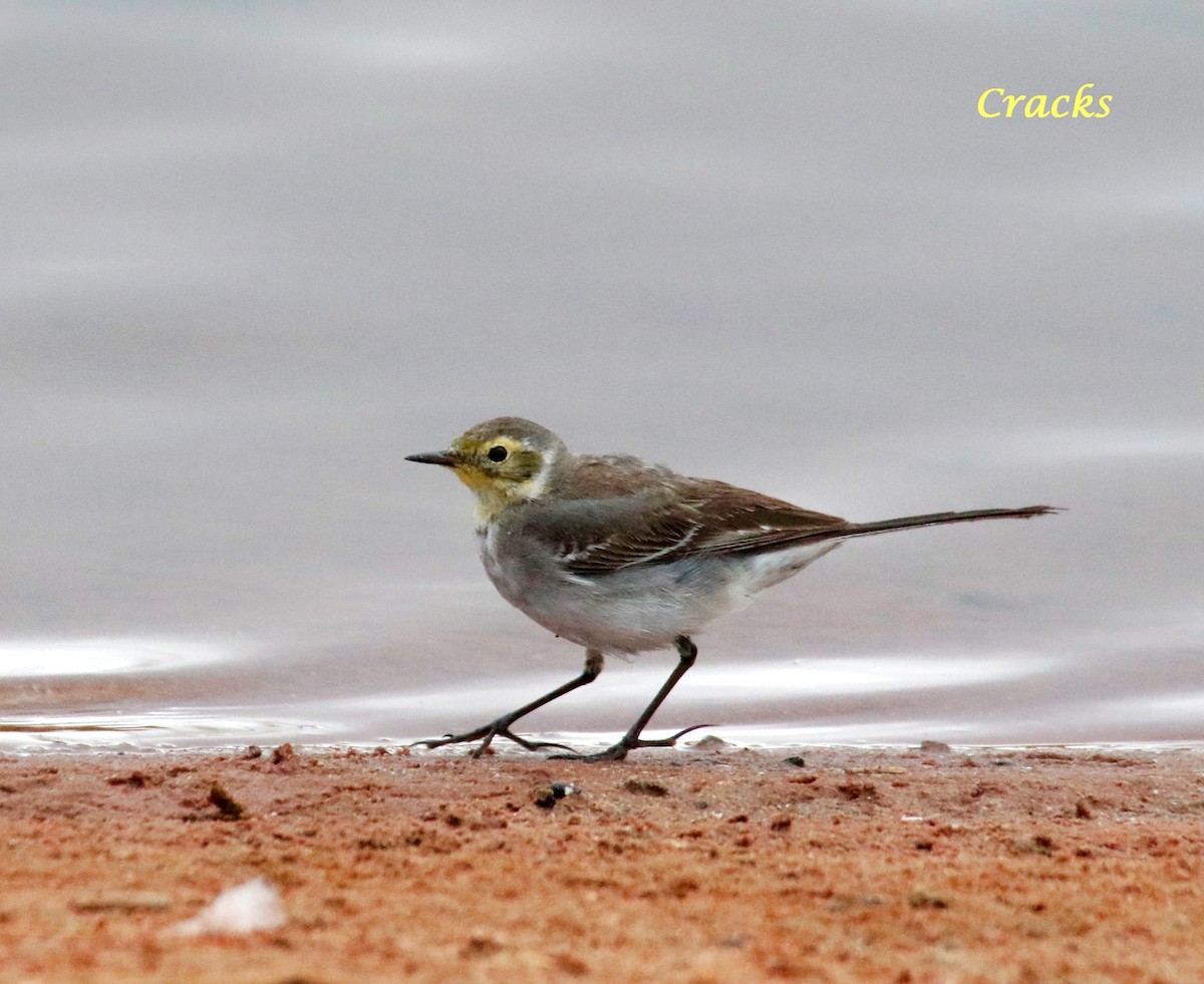 Citrine Wagtail - ML367905711