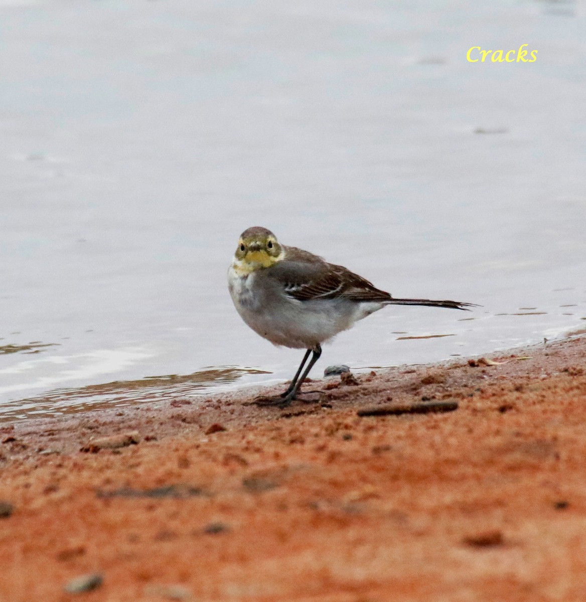 Citrine Wagtail - Matt McCrae