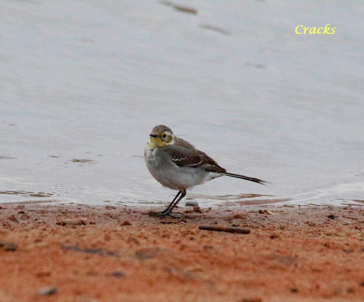 Citrine Wagtail - Matt McCrae