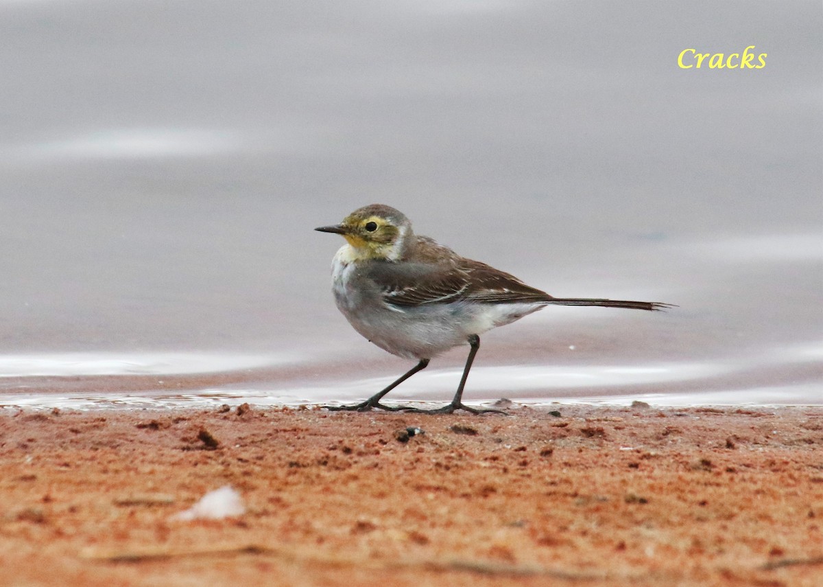 Citrine Wagtail - Matt McCrae