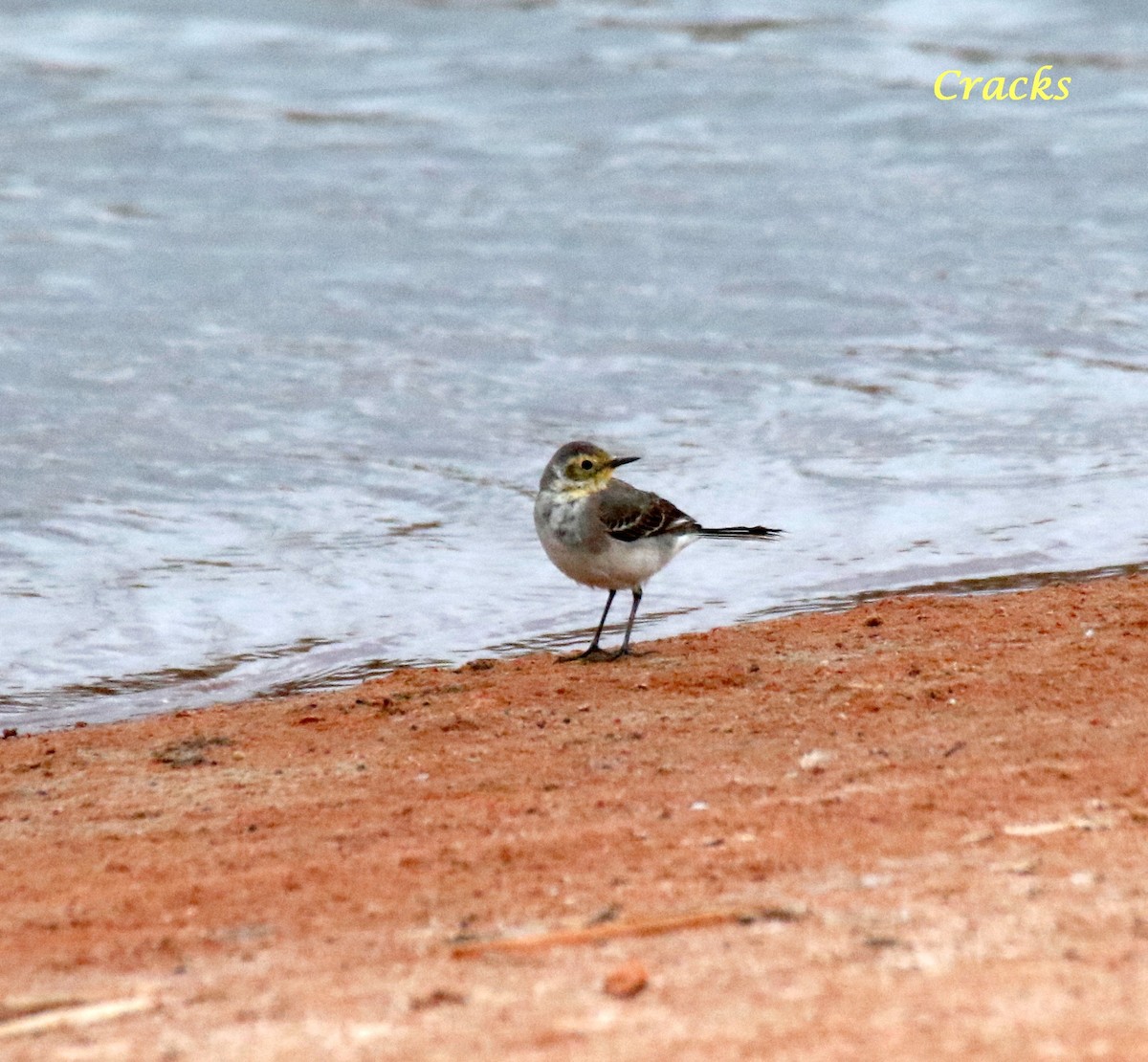 Citrine Wagtail - Matt McCrae