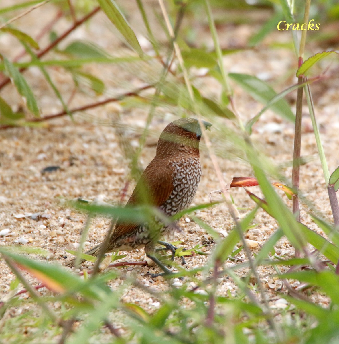 Scaly-breasted Munia - ML367906221