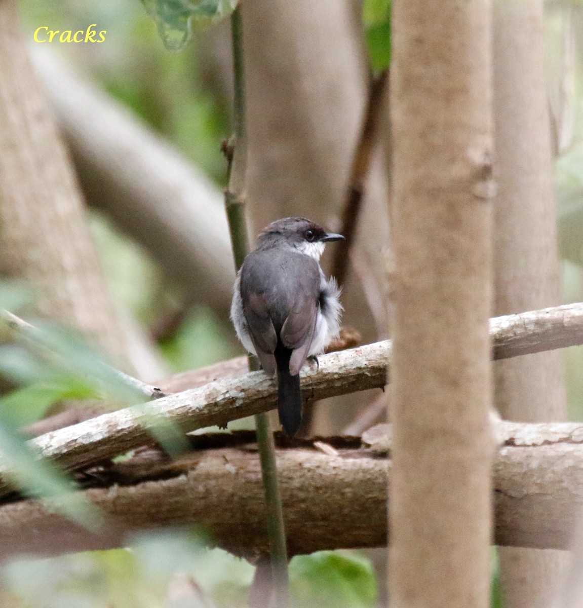 Mangrove Robin - ML367906801