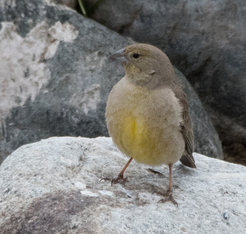 Greenish Yellow-Finch - ML367906871