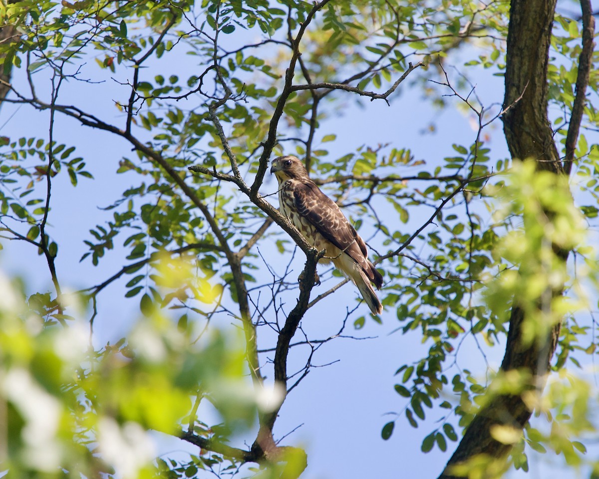 Broad-winged Hawk - ML367907231