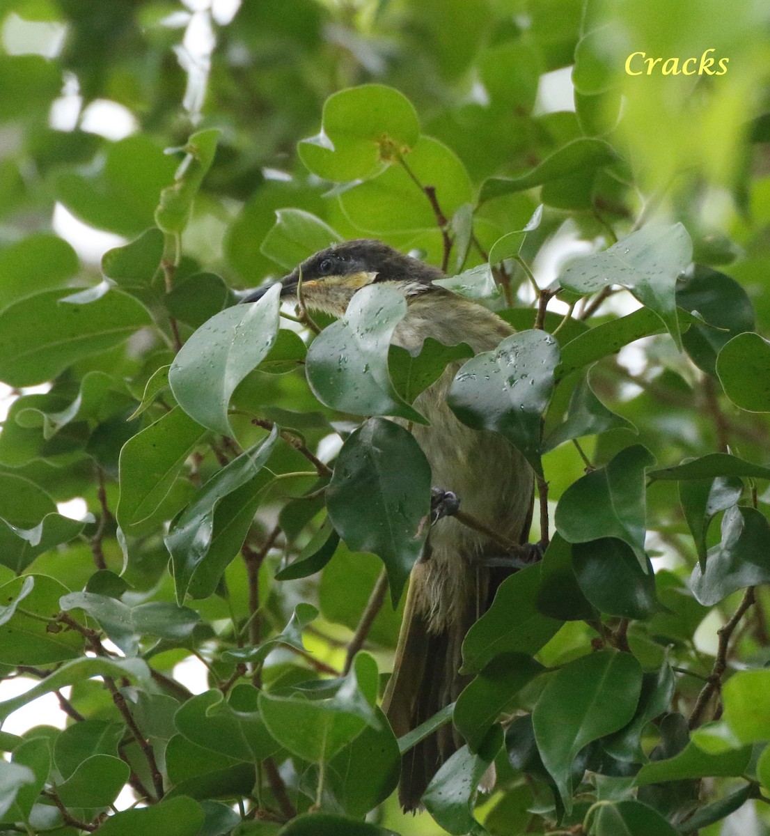 Varied Honeyeater - ML367907291