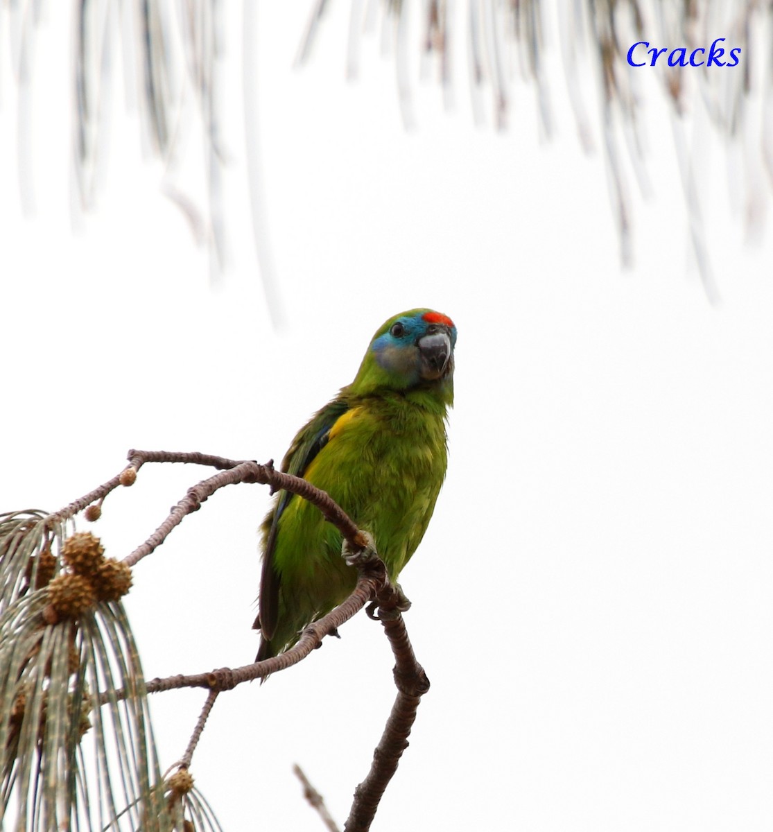 Double-eyed Fig-Parrot (Double-eyed) - Matt McCrae