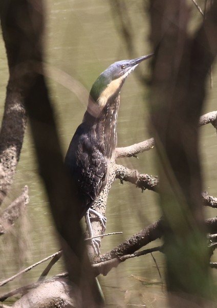 Black Bittern - ML36790761