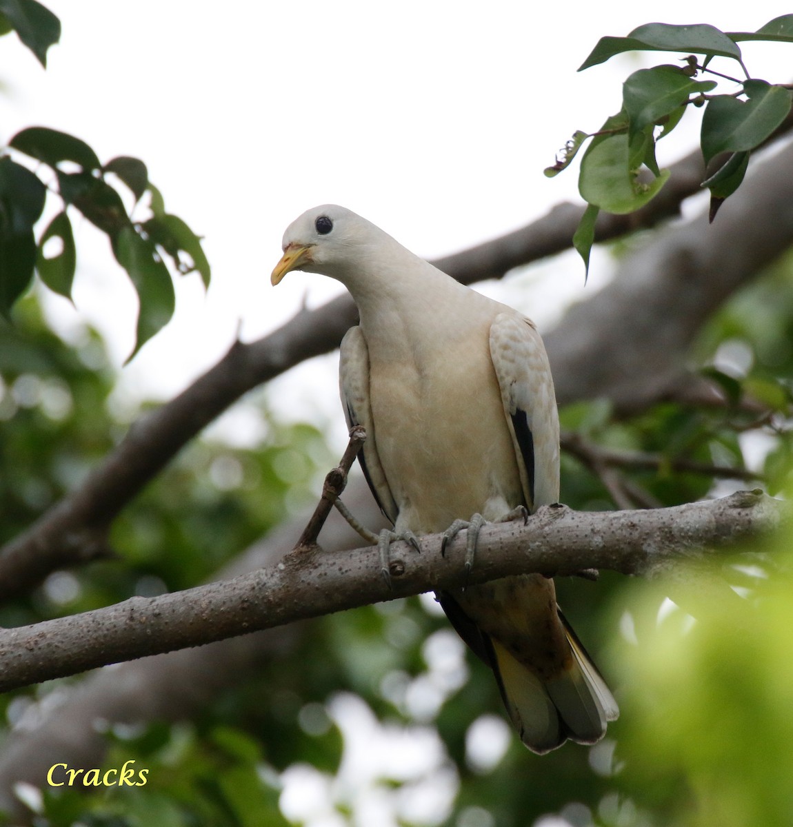 Torresian Imperial-Pigeon - ML367907741