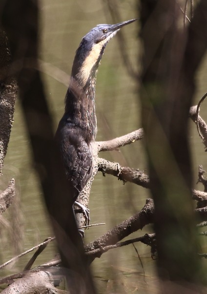 Black Bittern - ML36790791