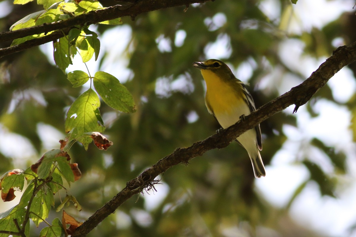 Yellow-throated Vireo - ML367908561