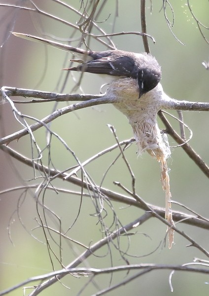 Gray Fantail - ML36791021