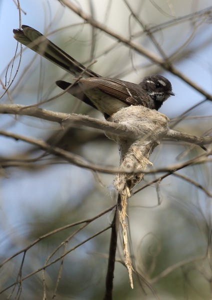 Gray Fantail - ML36791031