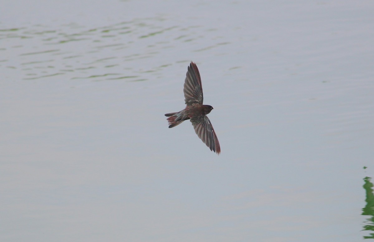 Cave Swiftlet - ML36791041