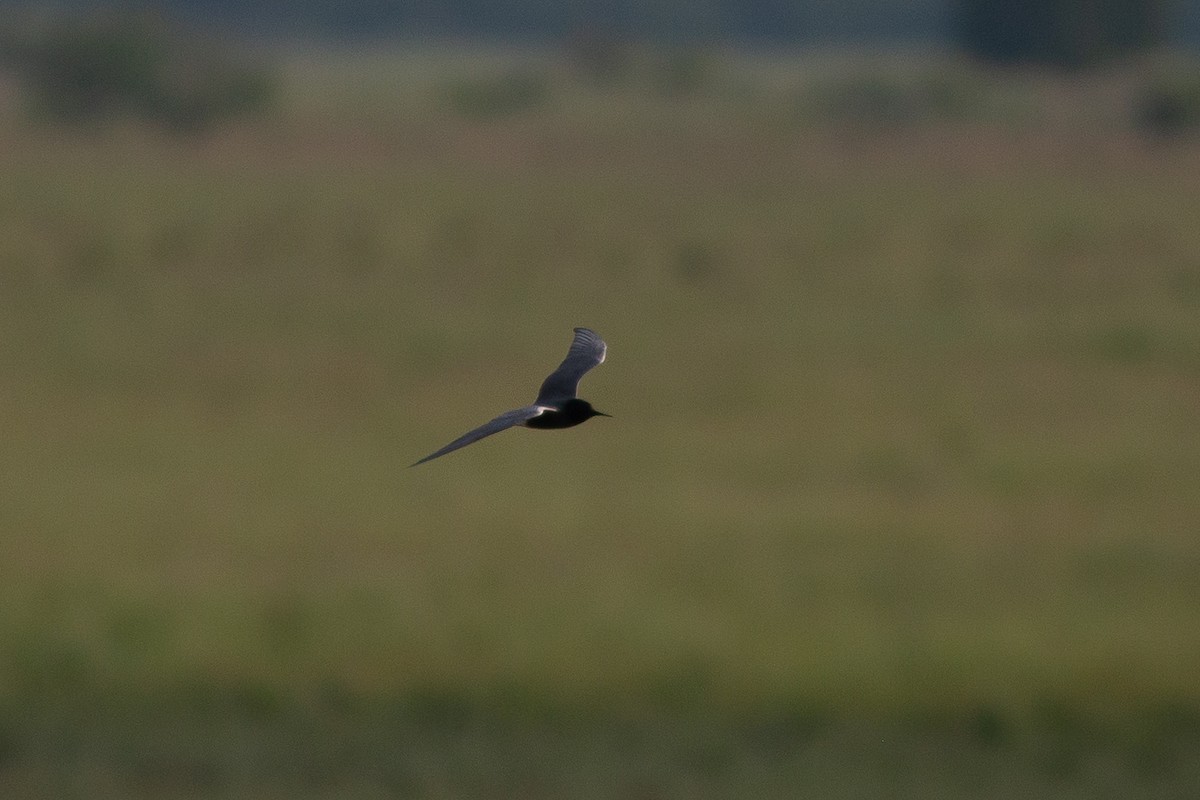 Black Tern (Eurasian) - ML367910841