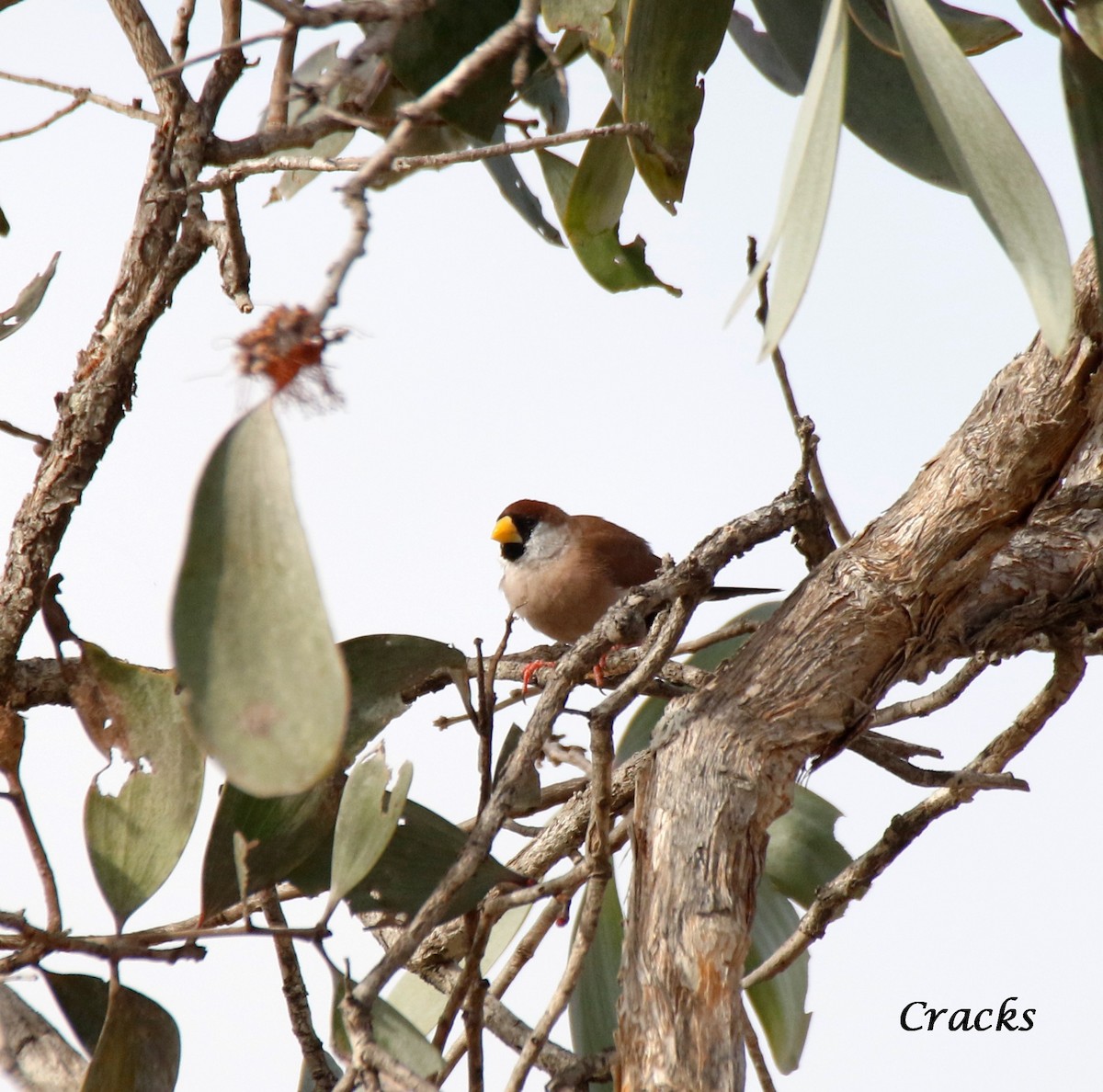 Masked Finch (White-eared) - ML367911531