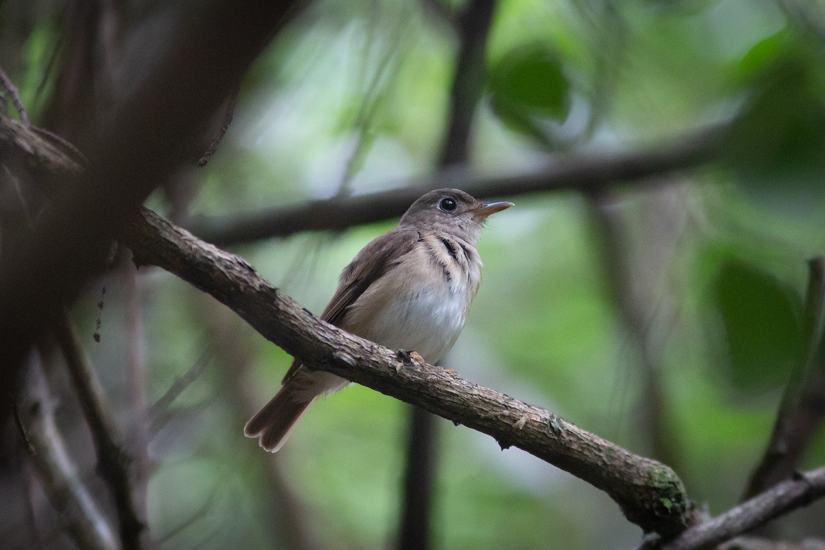 Brown-breasted Flycatcher - ML367911651