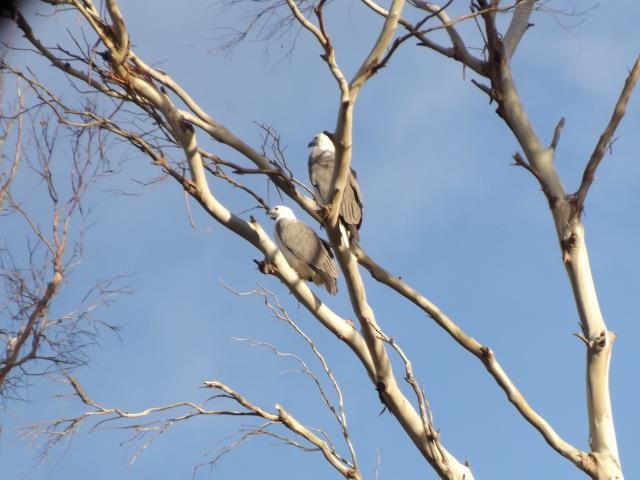 White-bellied Sea-Eagle - ML367912981