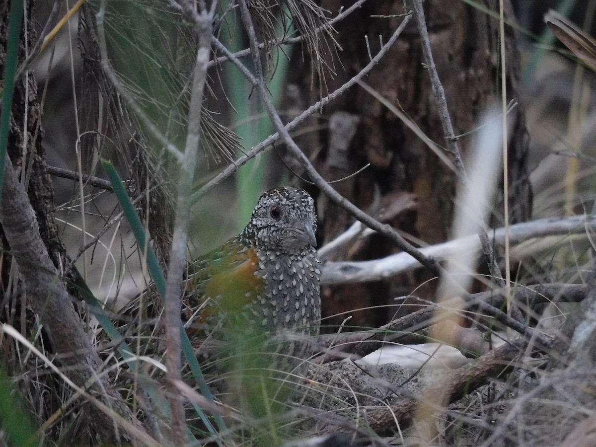 Painted Buttonquail - George Vaughan