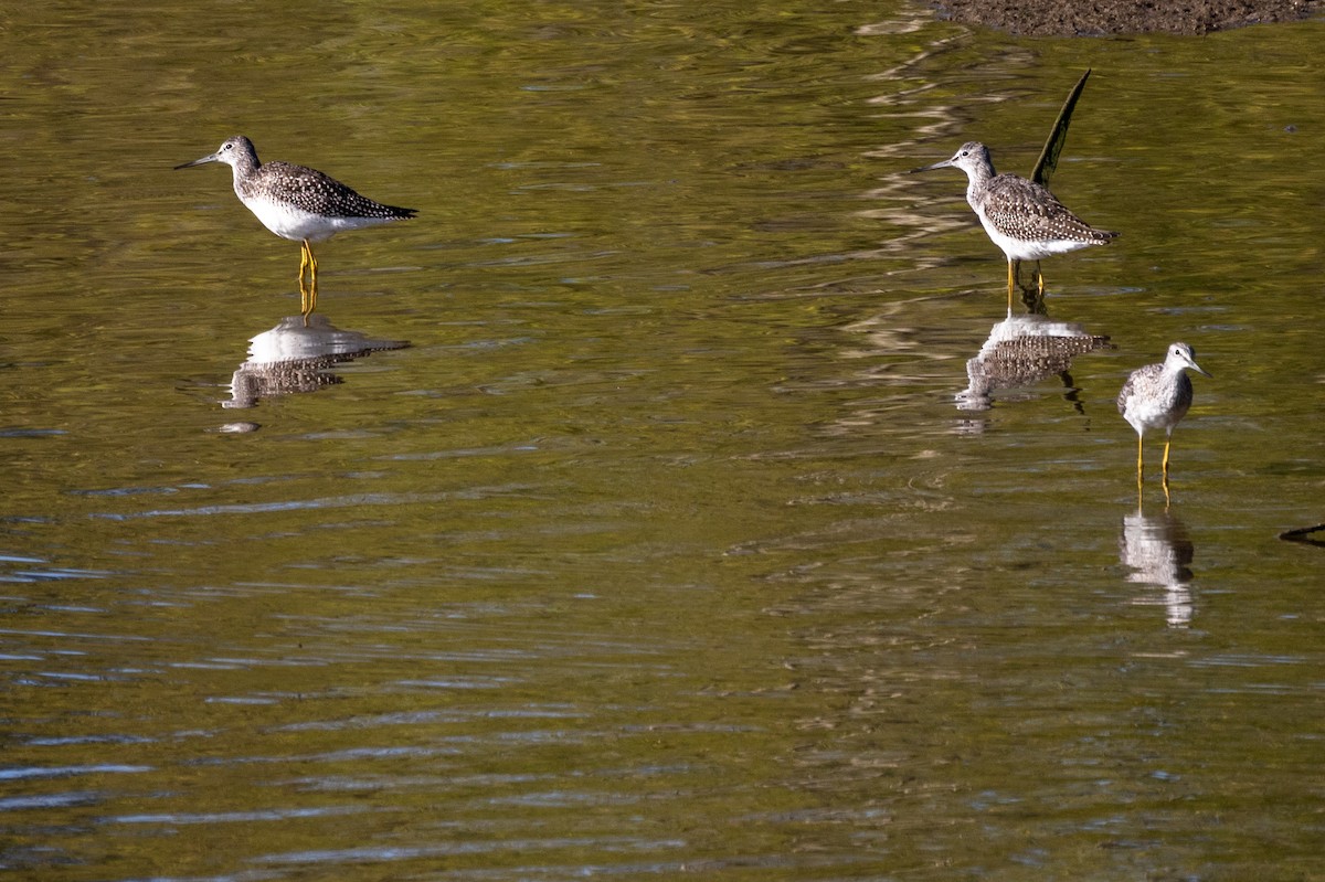 Greater Yellowlegs - ML367918421