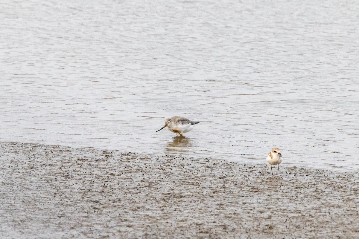 Terek Sandpiper - ML367918511