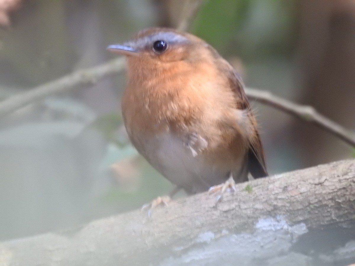 Rufous Gnateater - ML367920351