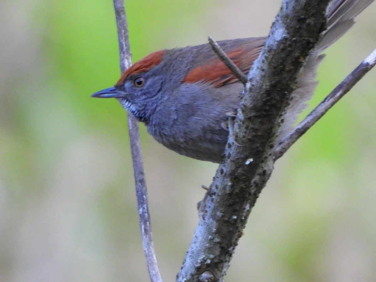 Spix's Spinetail - ML367920411