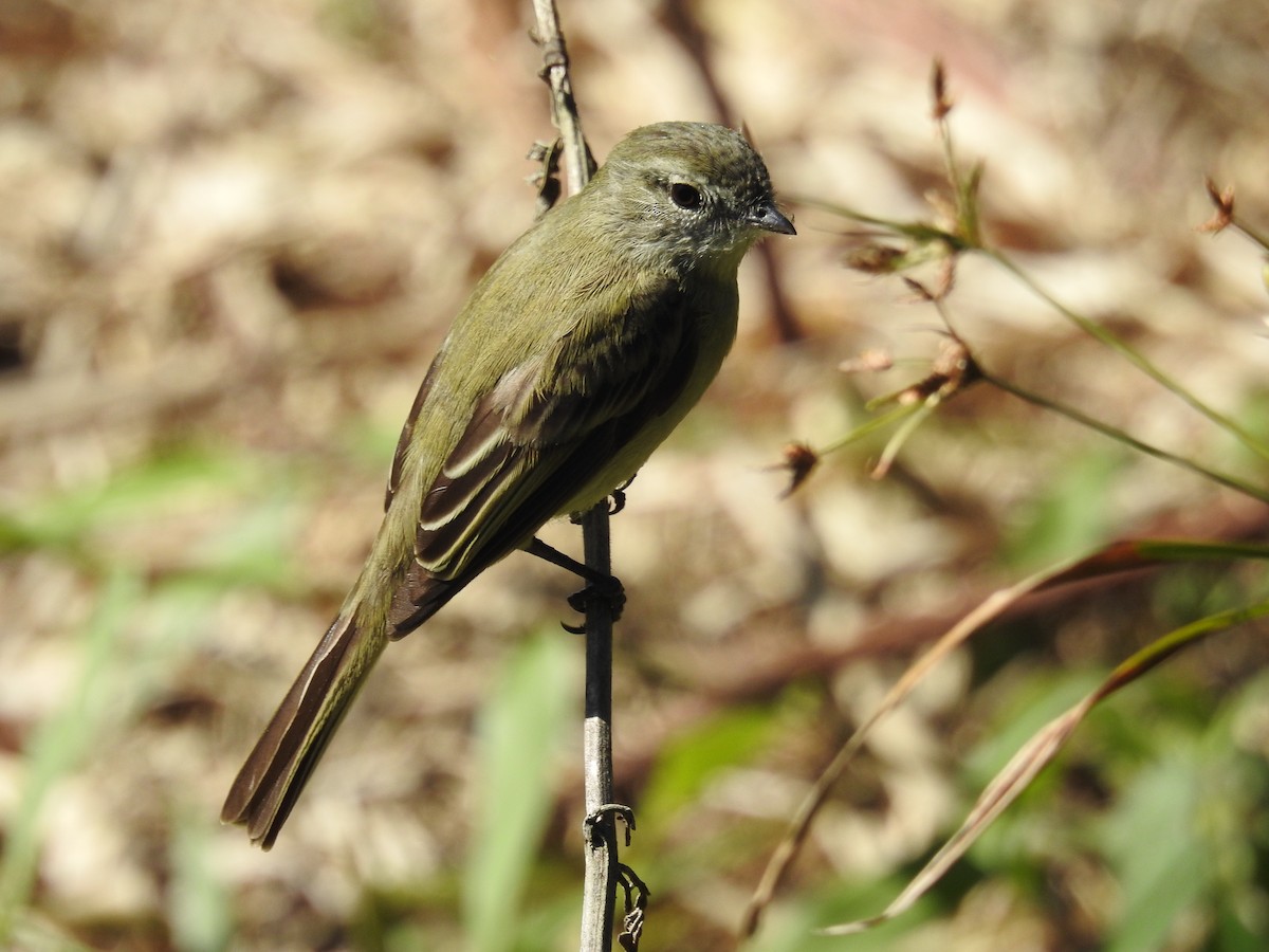 Planalto Tyrannulet - ML367920571