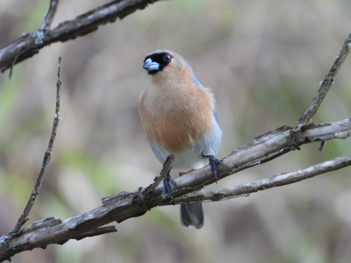 Cinnamon Tanager - ML367920651