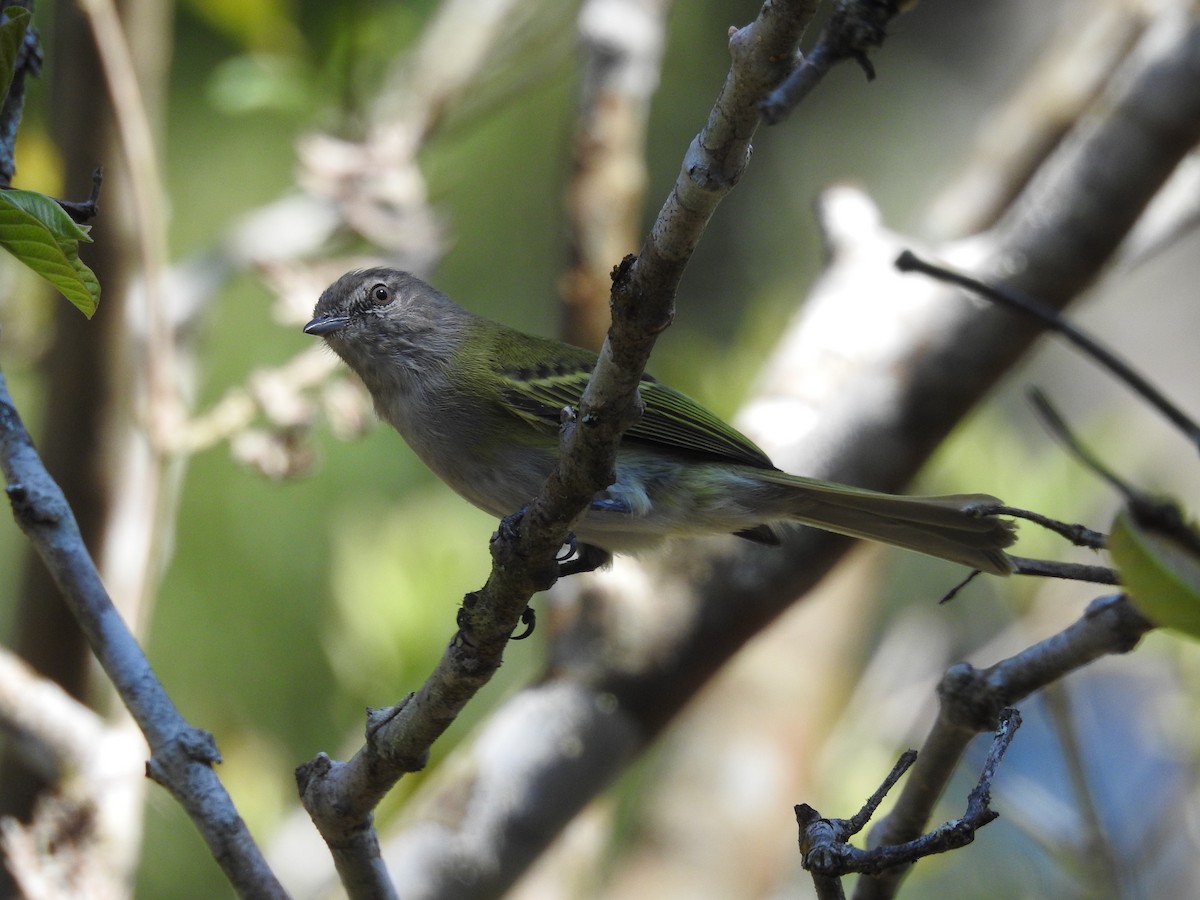 Gray-capped Tyrannulet - ML367920761