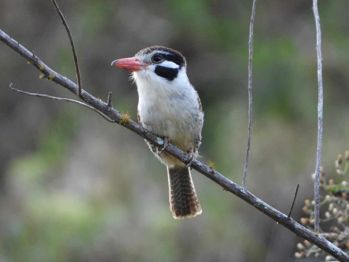 White-eared Puffbird - ML367920911