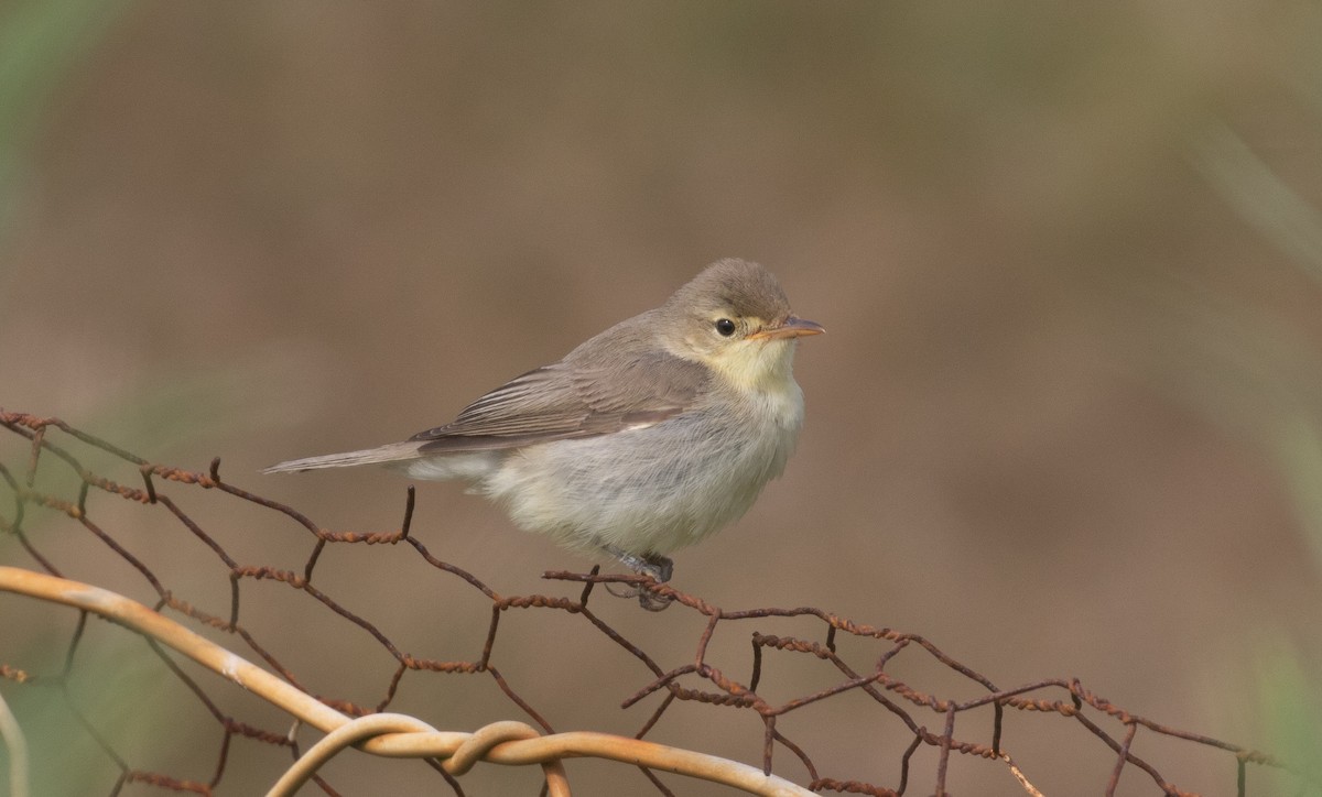 Melodious Warbler - ML367921001